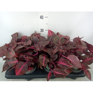 Iresine herbstii 'Rich Redstar'