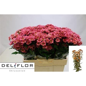 Chr San Aaa Kris Cur