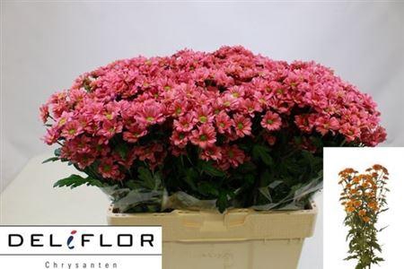 <h4>Chr San Aaa Kris Cur</h4>