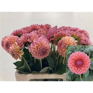 Dahl Lindas Baby