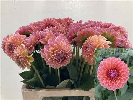 <h4>Dahl Lindas Baby</h4>