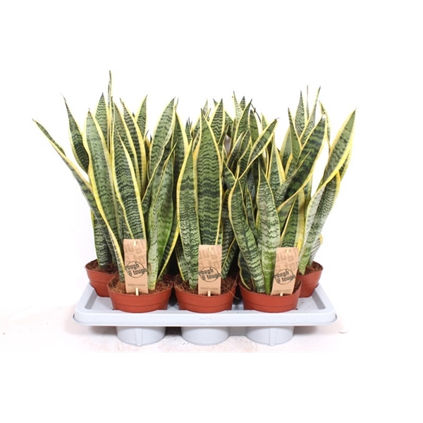 <h4>Sansevieria Laurentii</h4>