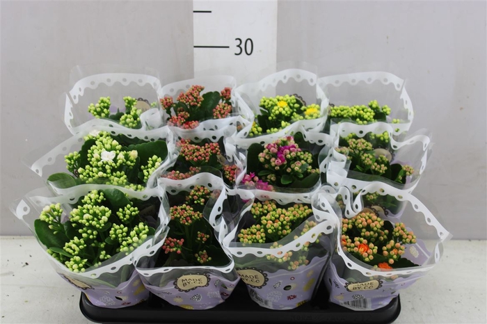 <h4>Kalanchoe Calandiva Mix</h4>