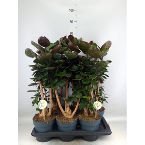 Polyscias scutellaria 'Fabian'