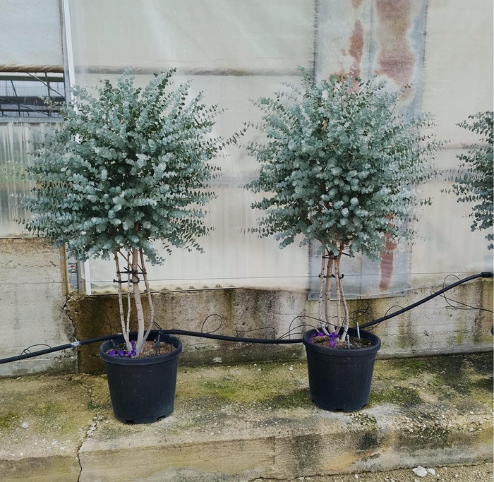 <h4>EUCAL GU AZURA</h4>