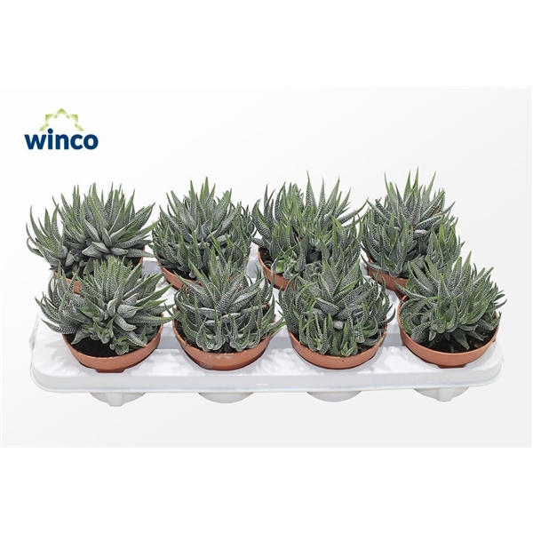 <h4>Haworthia Fasciata Concolor</h4>