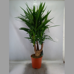 Yucca