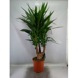 Yucca