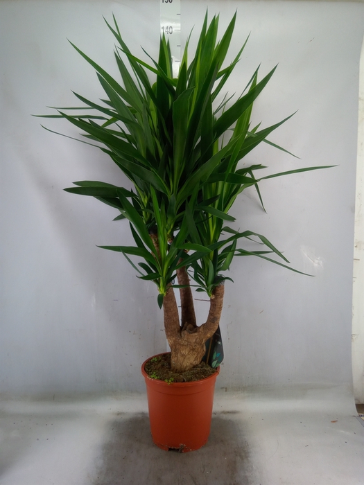 <h4>Yucca</h4>