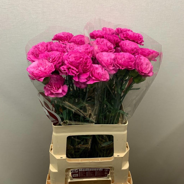 <h4>Dianthus st haiku</h4>