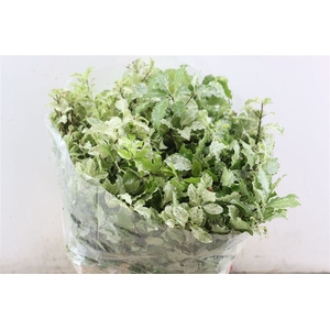 Pittosp Nevato Wit 150gr P Bunch