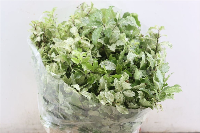 <h4>Pittosp Nevato Wit 150gr P Bunch</h4>