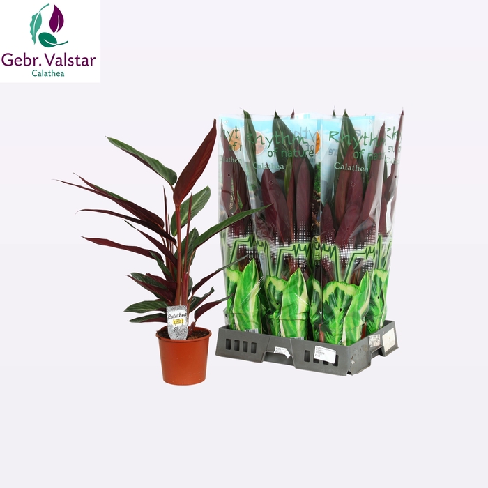 <h4>STROM SA STRIPESTAR</h4>