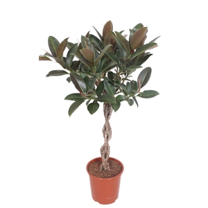 Ficus Melany