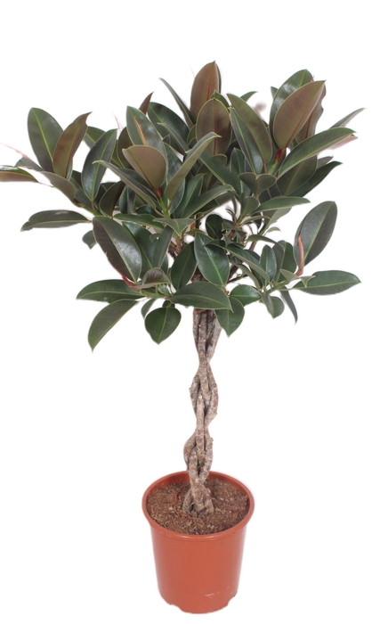 Ficus Melany