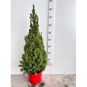 PICEA GL DECEMBER