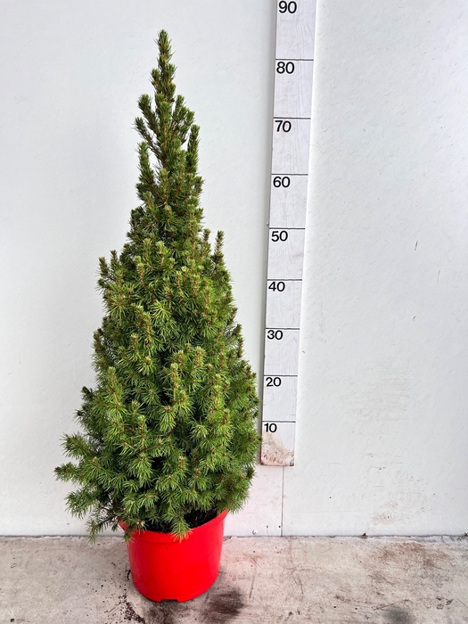 <h4>PICEA GL DECEMBER</h4>