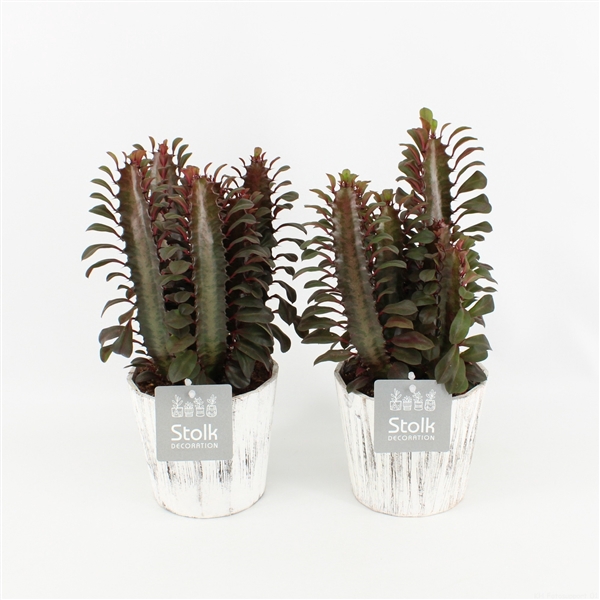 <h4>Euphorbia Trigona Rubra in wood wit</h4>