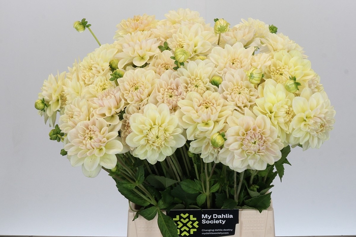 <h4>Dahlia Overig</h4>