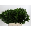 Ruscus Hypophyllum