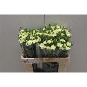 Di Tr Symply Yellow Fly