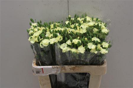 <h4>Di Tr Symply Yellow Fly</h4>