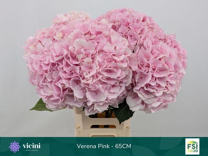 <h4>Hydrangea verena</h4>