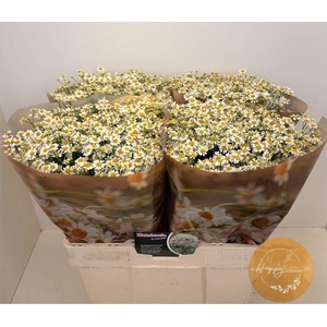 TANACETUM PARTH. 'SINGLE VEGMO'