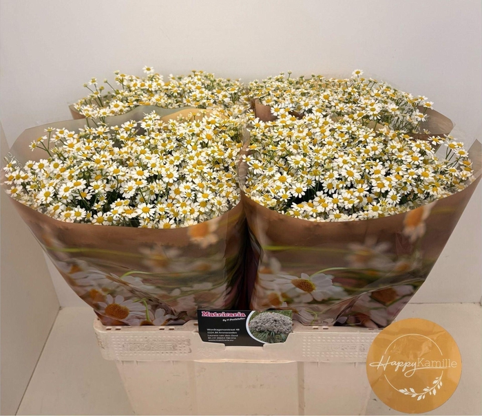 <h4>TANACETUM PARTH. 'SINGLE VEGMO'</h4>