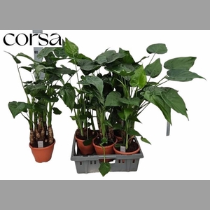 ALOC CUCULLATA