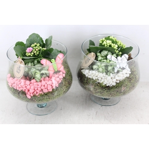 arr2 PL - Glas op voet x6 - roze/wit