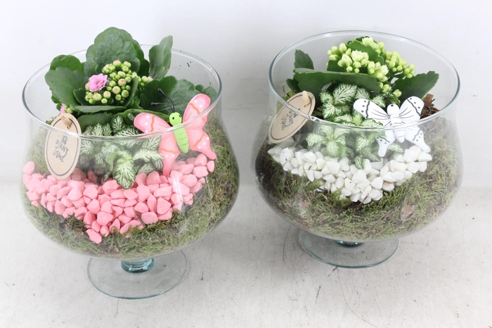 <h4>arr2 PL - Glas op voet x6 - roze/wit</h4>