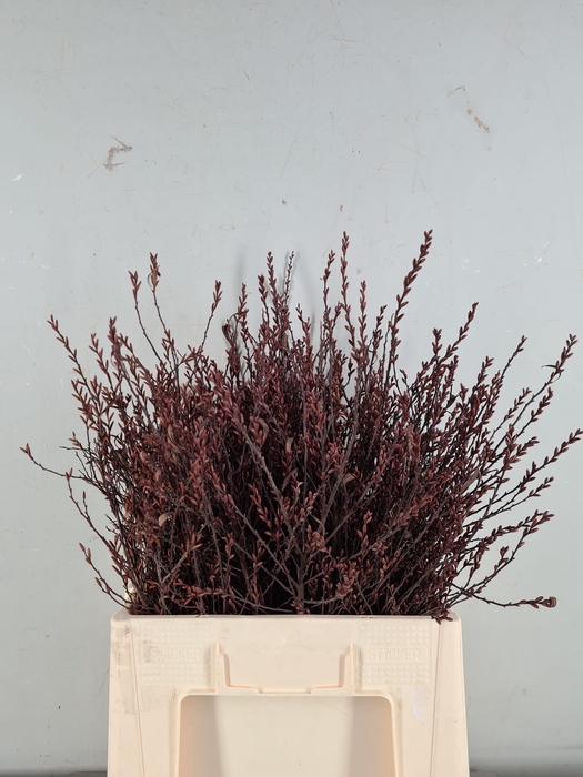 <h4>MYRICA GALE PER STEM</h4>