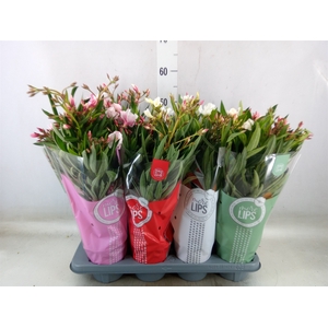 Nerium oleander   ...