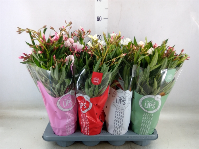 <h4>Nerium oleander   ...</h4>
