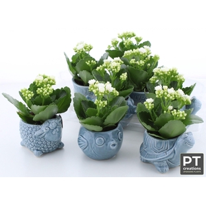 ARR KALANCHOE