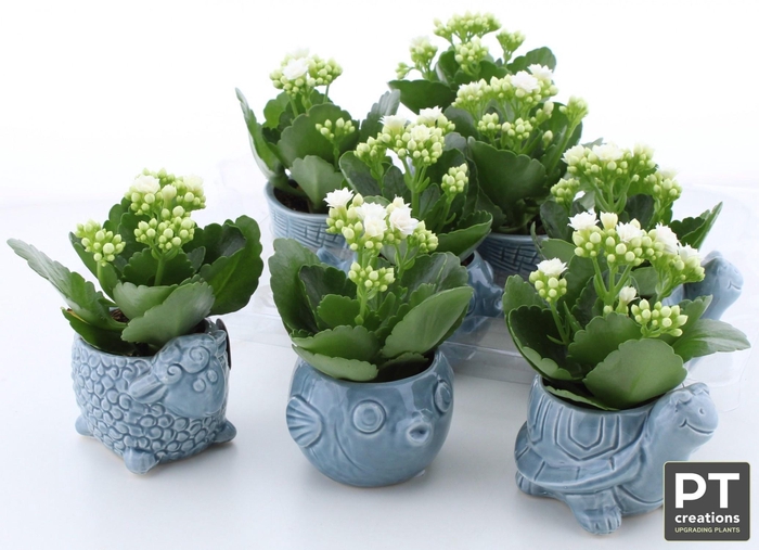 <h4>ARR KALANCHOE</h4>