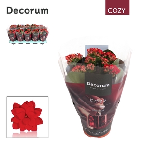 Kalanchoe Decorum - Cozy Red