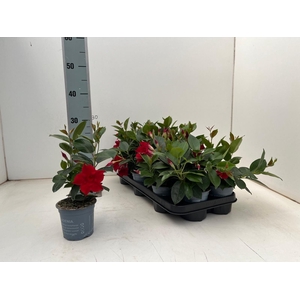 MANDE DI JADE SCARLE