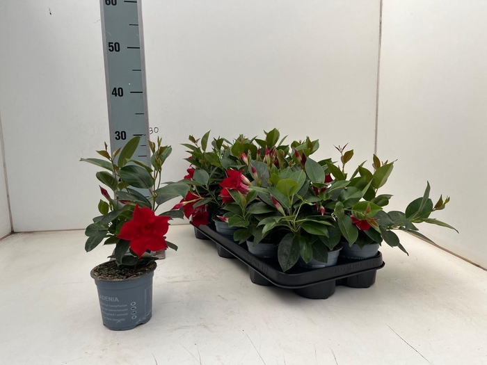 <h4>MANDE DI JADE SCARLE</h4>