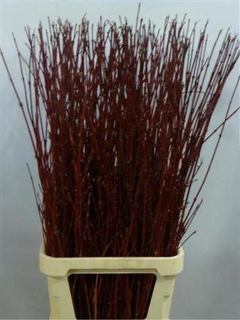 <h4>Cornus Alba Sibirica</h4>