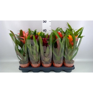 Guzmania   ...mix