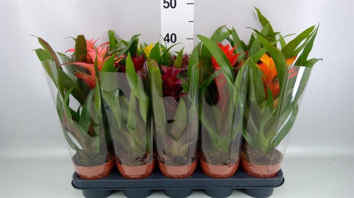 <h4>Guzmania ...mix</h4>