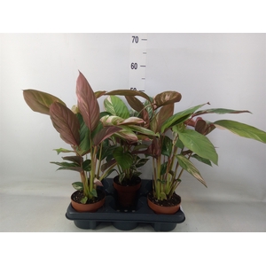 Calathea   ...