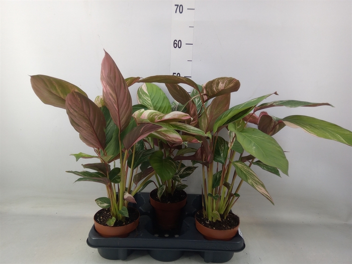 <h4>Calathea   ...</h4>