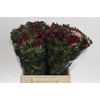 Dianthus Br Mix