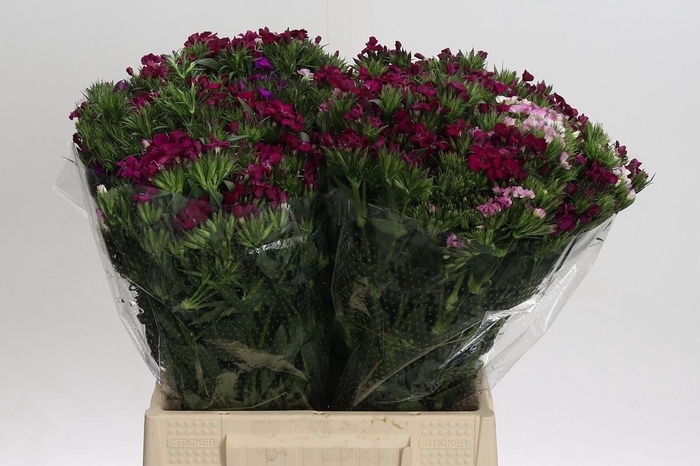 <h4>Dianthus Br Gemengd</h4>
