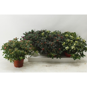 Rhododendron simsii mix 13Ø 30cm 32Ø