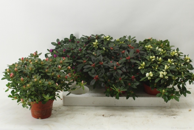 Rhododendron simsii mix 13Ø 30cm 32Ø