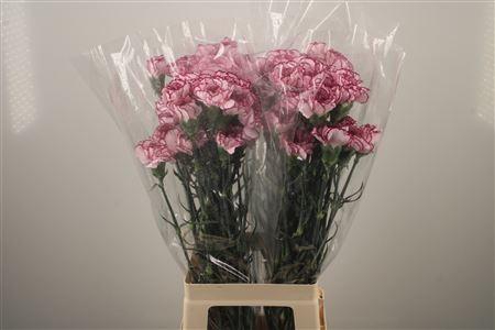 <h4>Di St Damascus</h4>